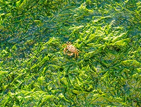 Algae with a crab